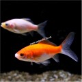GOLDFISH 2-3":